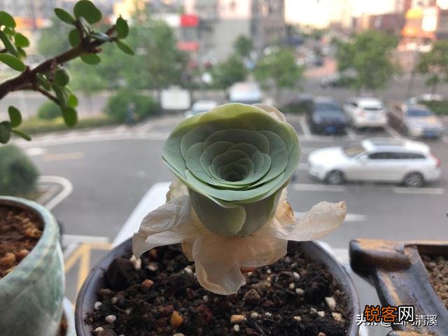 有哪些罕见、少见、稀有甚至贵到逆天的多肉？