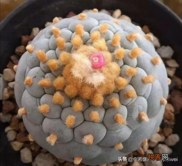 有哪些罕见、少见、稀有甚至贵到逆天的多肉？