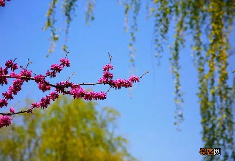 花红柳绿怎么造句,花红柳绿成语造句