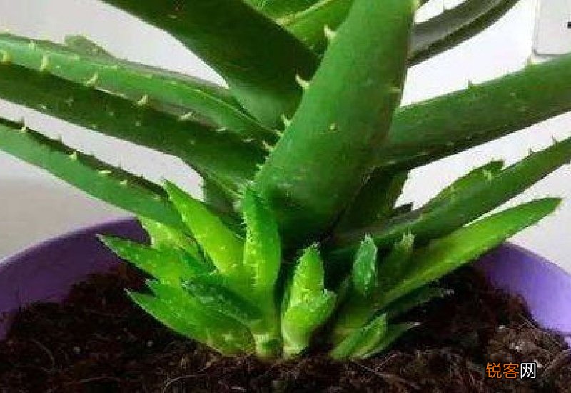 芦荟小芽没根还能活不