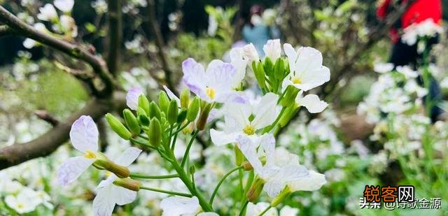 单田芳大师评书《白眉大侠》里的武功顶级高手排名,您认同吗？