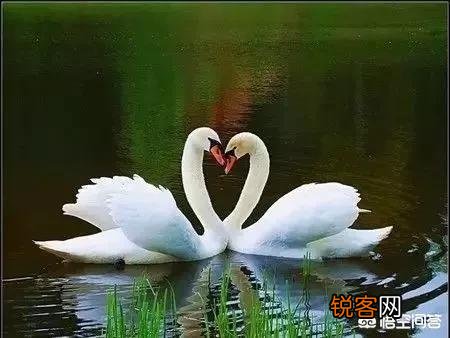 如何看待刘强东的无罪？