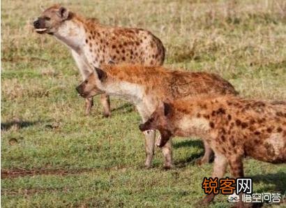 雄狮为什么能分辨出鬣狗王？