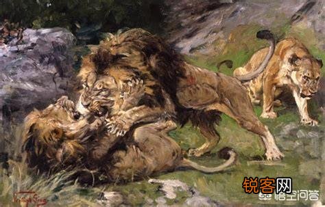 如何区分草原上的流浪雄狮与狮群里的狮王？