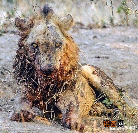 如何区分草原上的流浪雄狮与狮群里的狮王？