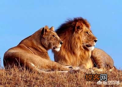 如何区分草原上的流浪雄狮与狮群里的狮王？