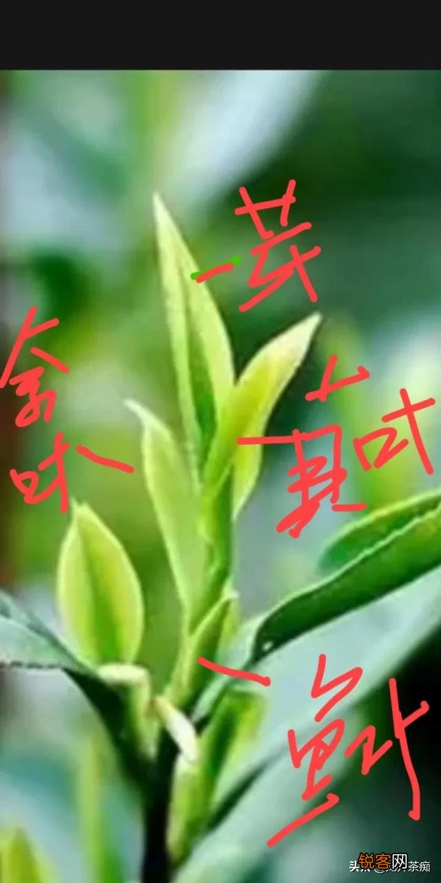 最近几年喜欢上了喝茶,有什么好喝不贵的茶叶吗,求推荐？