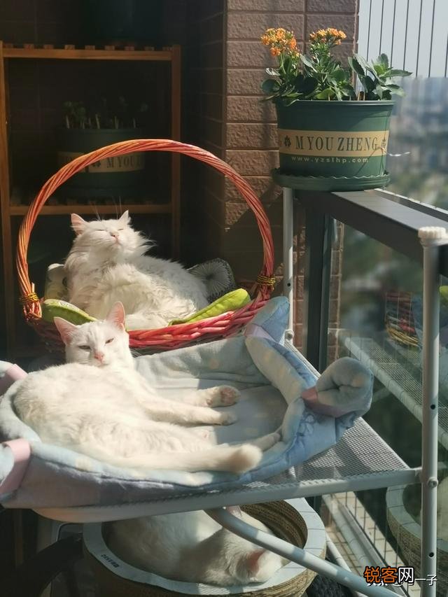 家里的小猫得了猫藓,医生照了一下说很严重开了八百多块钱药,请问这个花费正常吗,以后还要花多少钱？