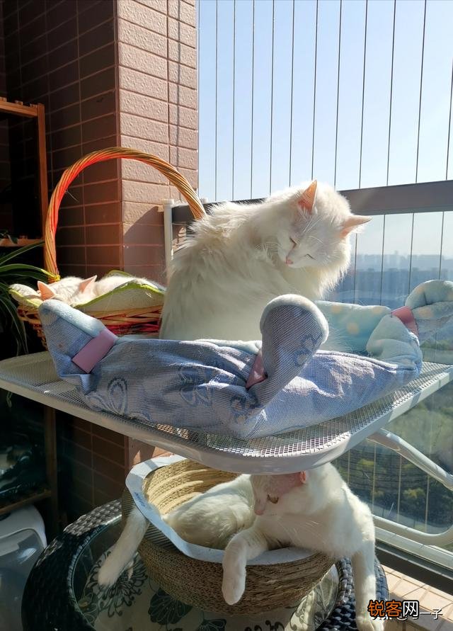 家里的小猫得了猫藓,医生照了一下说很严重开了八百多块钱药,请问这个花费正常吗,以后还要花多少钱？