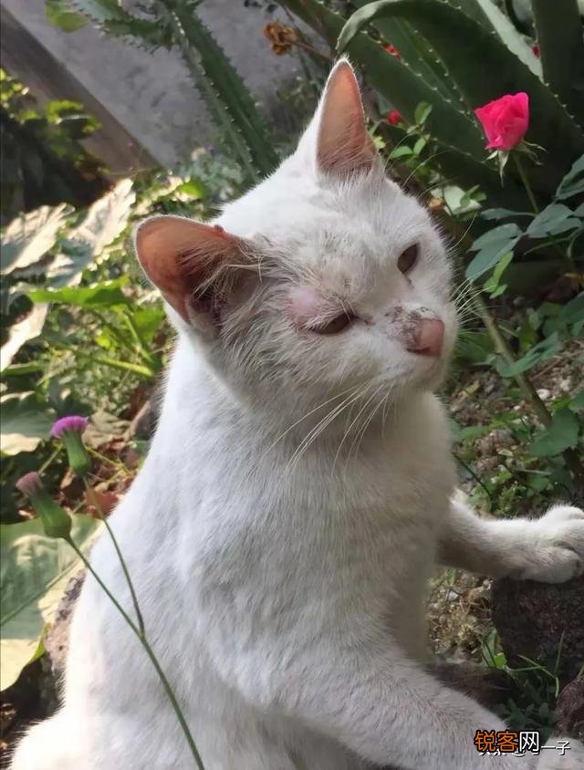 家里的小猫得了猫藓,医生照了一下说很严重开了八百多块钱药,请问这个花费正常吗,以后还要花多少钱？