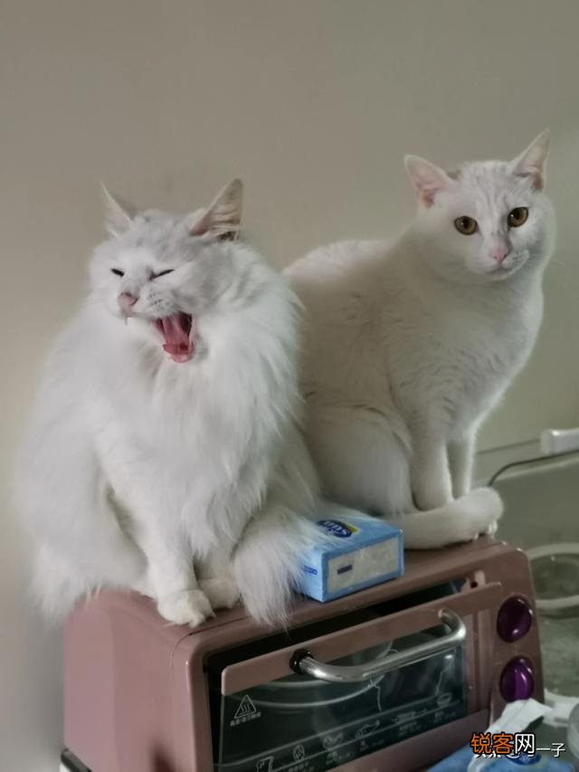 家里的小猫得了猫藓,医生照了一下说很严重开了八百多块钱药,请问这个花费正常吗,以后还要花多少钱？
