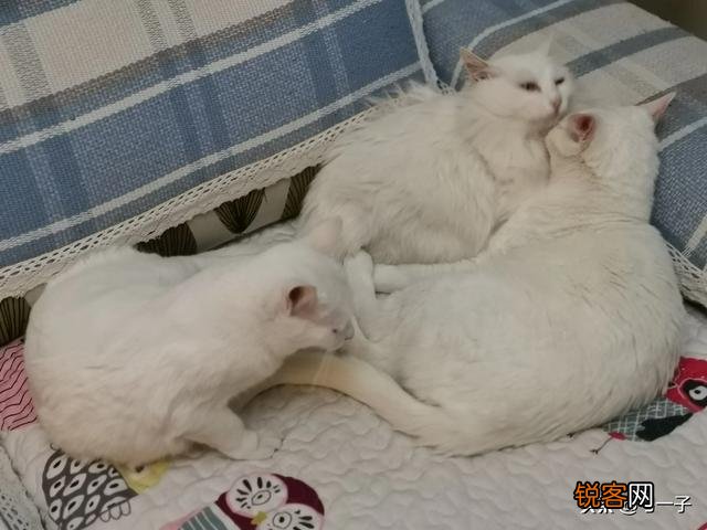 家里的小猫得了猫藓,医生照了一下说很严重开了八百多块钱药,请问这个花费正常吗,以后还要花多少钱？