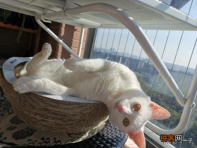家里的小猫得了猫藓,医生照了一下说很严重开了八百多块钱药,请问这个花费正常吗,以后还要花多少钱？