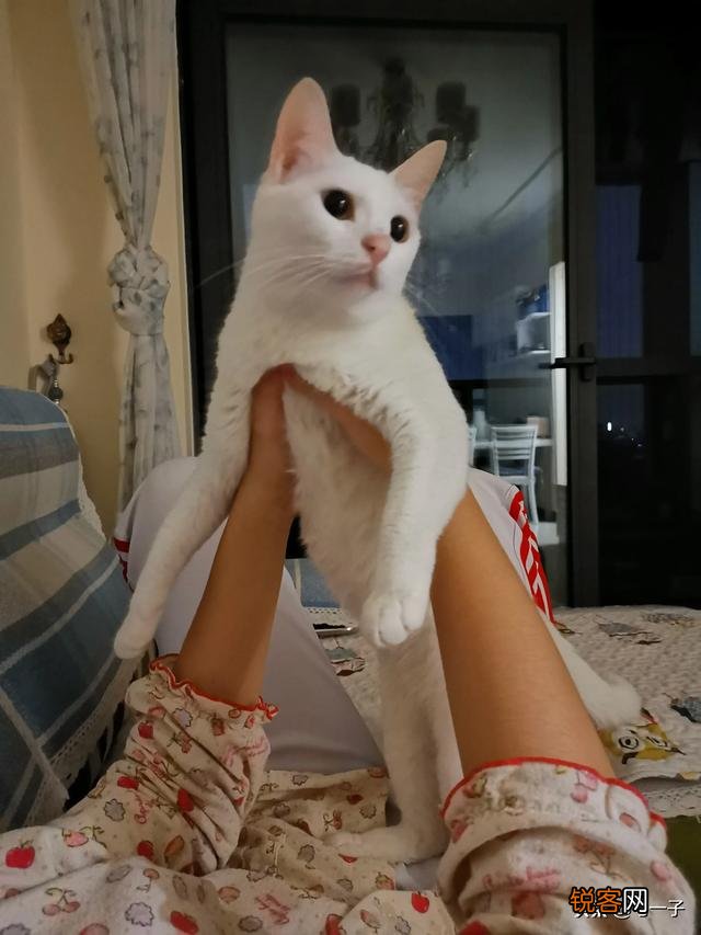 家里的小猫得了猫藓,医生照了一下说很严重开了八百多块钱药,请问这个花费正常吗,以后还要花多少钱？