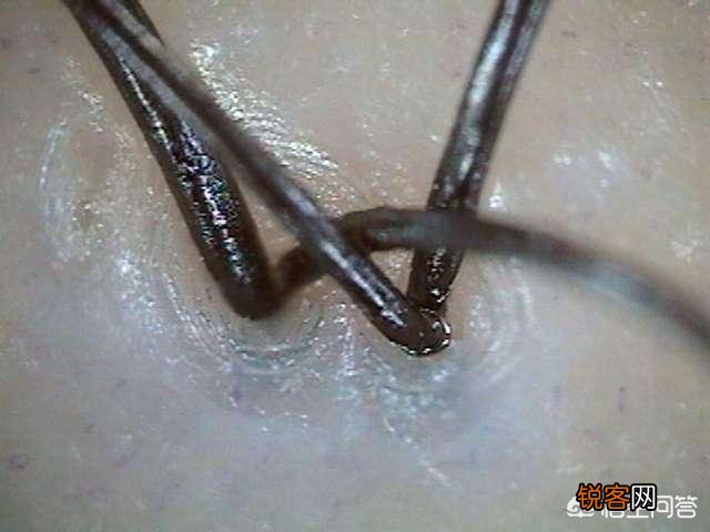 无硅油跟硅油洗发水到底哪个好？别人说硅油会堵塞毛孔是真的吗？