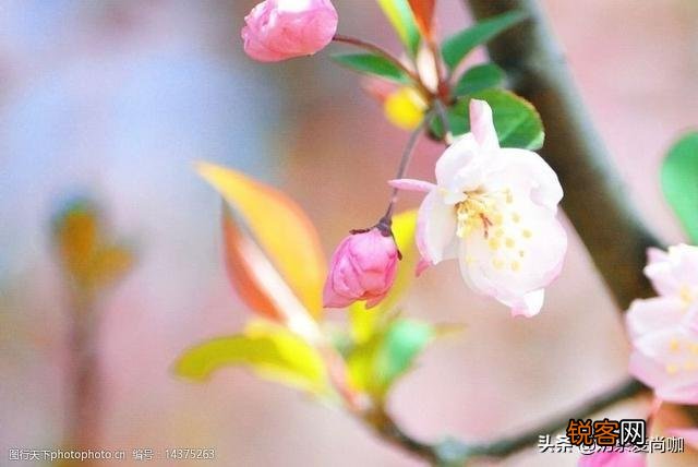 “春花秋月何时了”,春花和秋月究竟有什么关系？为什么？