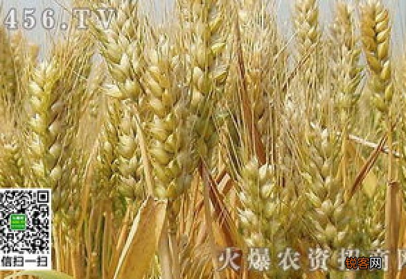 干热风对小麦的危害