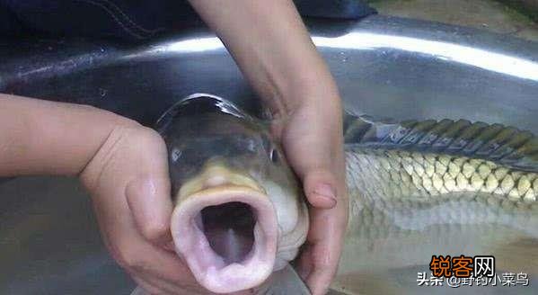 流水钓鱼,加拉丝粉还是玉米粘粉好？