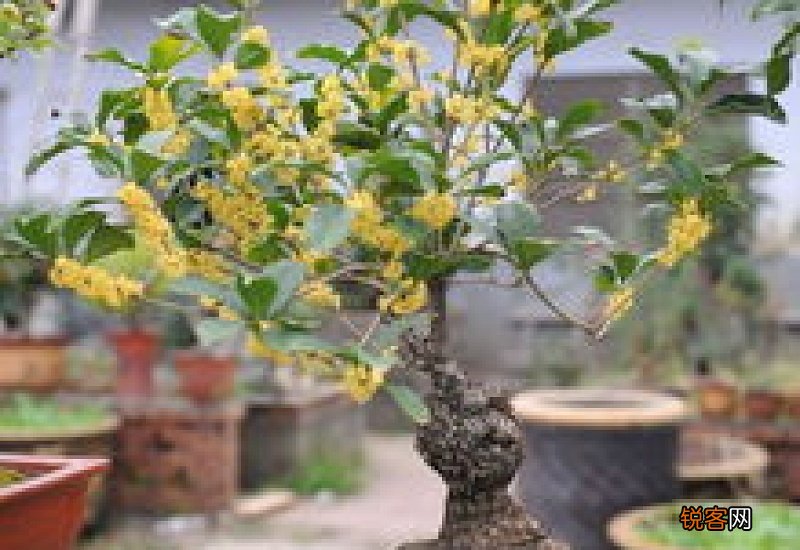 桂花爆根怎么处理