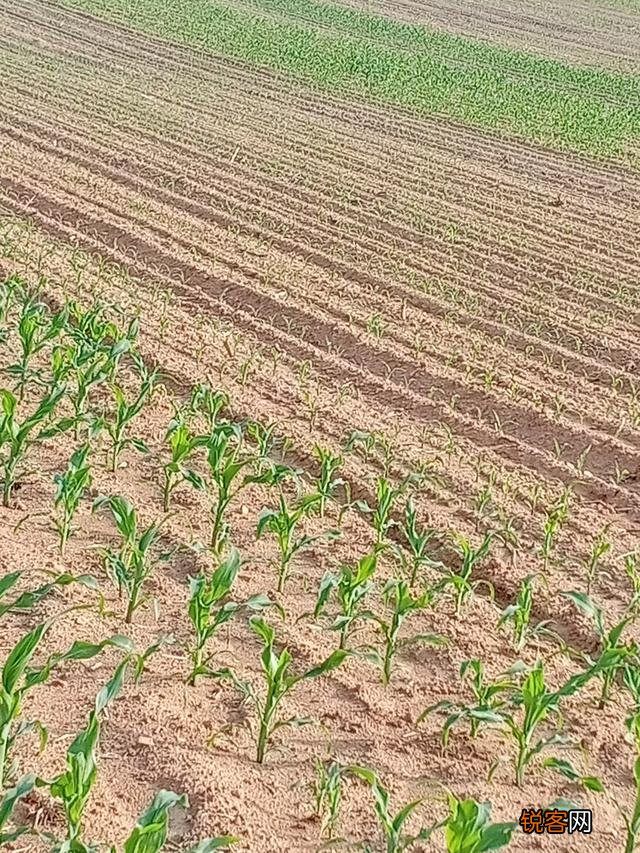 乡下有7亩地,想投资4万块,搞种植种什么能一年赚10万？