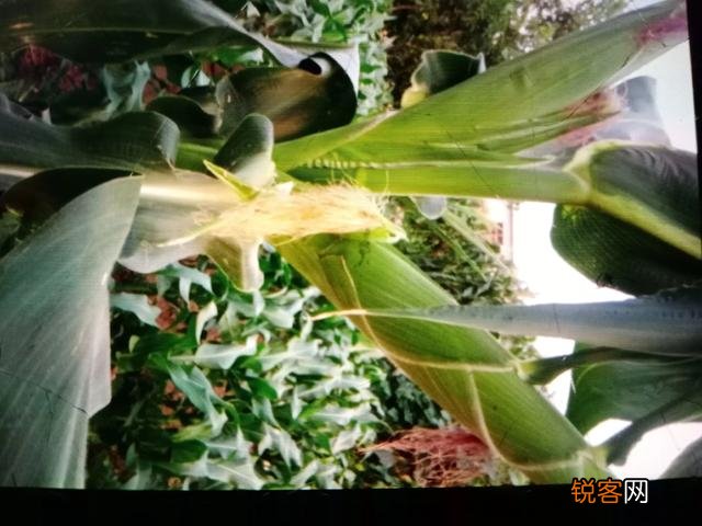 乡下有7亩地,想投资4万块,搞种植种什么能一年赚10万？