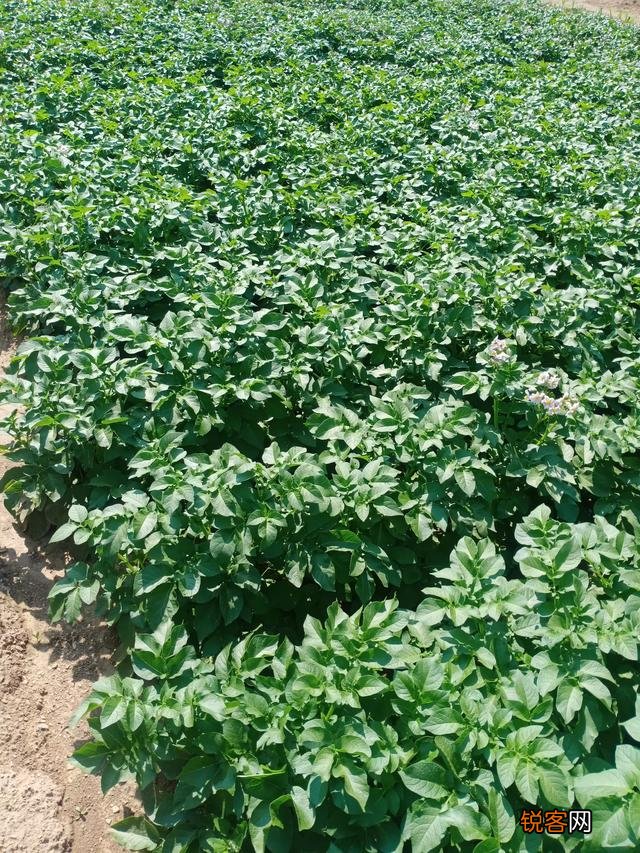 乡下有7亩地,想投资4万块,搞种植种什么能一年赚10万？