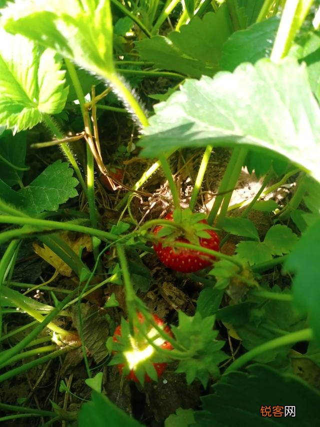 乡下有7亩地,想投资4万块,搞种植种什么能一年赚10万？