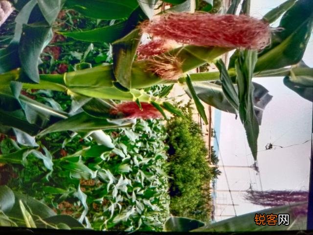 乡下有7亩地,想投资4万块,搞种植种什么能一年赚10万？