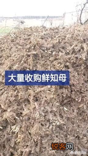 种植中药材知母能赚钱吗？