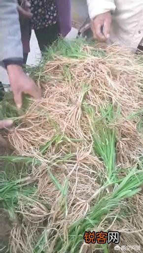 种植中药材知母能赚钱吗？