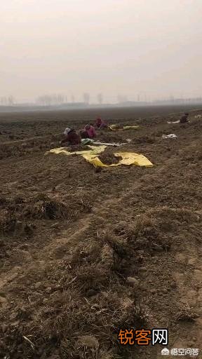 种植中药材知母能赚钱吗？