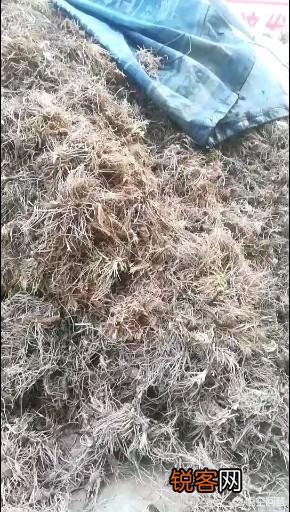 种植中药材知母能赚钱吗？