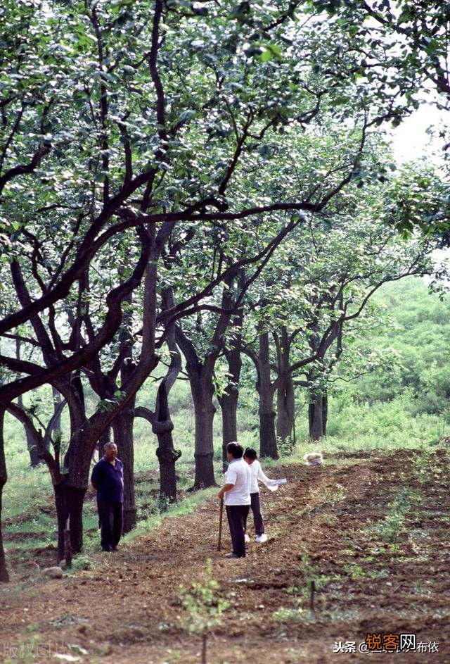 200亩梨园种植什么药材不影响梨树还能挣钱？