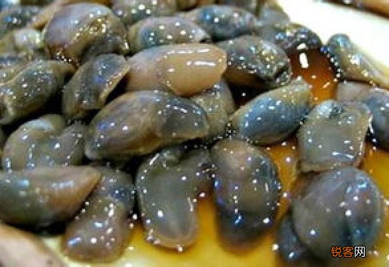 泥螺如何食用 食用泥螺的注意事项