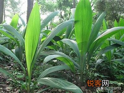 种植中药材有没有投资小、亩收入过万元的品种？栽培技术是什么？