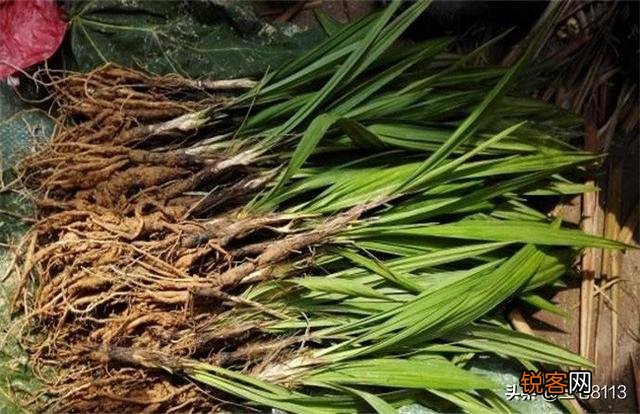 种植中药材有没有投资小、亩收入过万元的品种？栽培技术是什么？