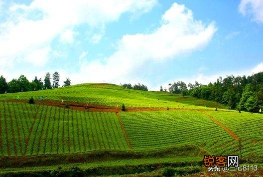 种植中药材有没有投资小、亩收入过万元的品种？栽培技术是什么？