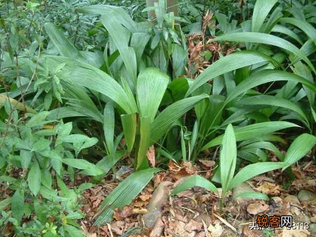种植中药材有没有投资小、亩收入过万元的品种？栽培技术是什么？