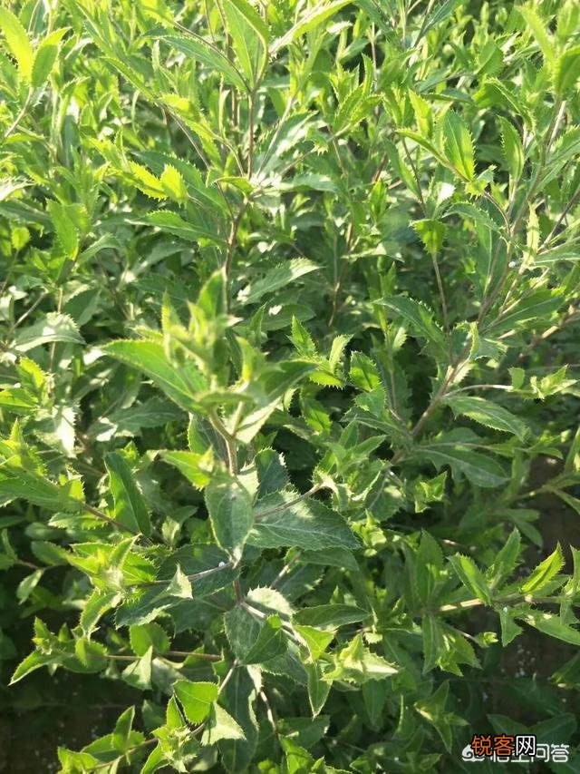 农村人种植中药材,惹邻居们羡慕,真的很赚钱吗？
