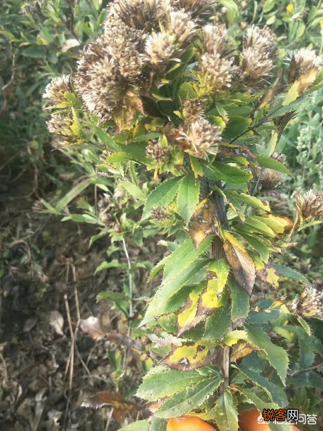 农村人种植中药材,惹邻居们羡慕,真的很赚钱吗？