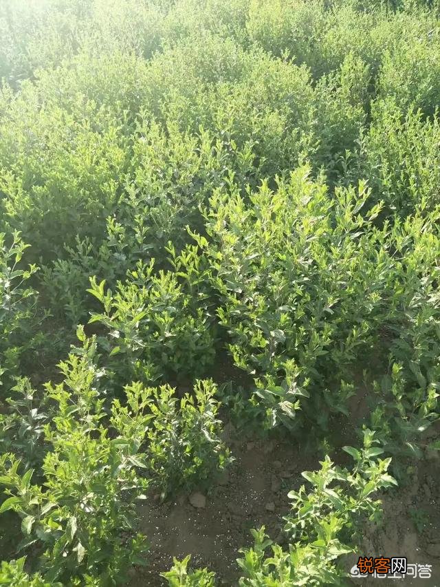 农村人种植中药材,惹邻居们羡慕,真的很赚钱吗？