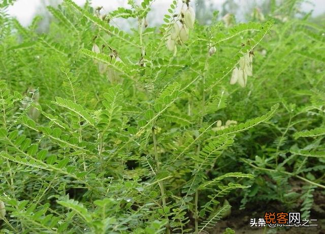 今年网上好多人说种植中药材一年亩收入几万块钱,是真的吗？