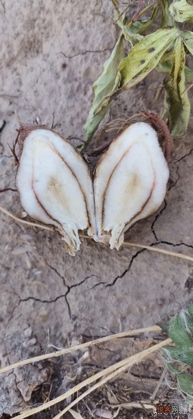 今年网上好多人说种植中药材一年亩收入几万块钱,是真的吗？