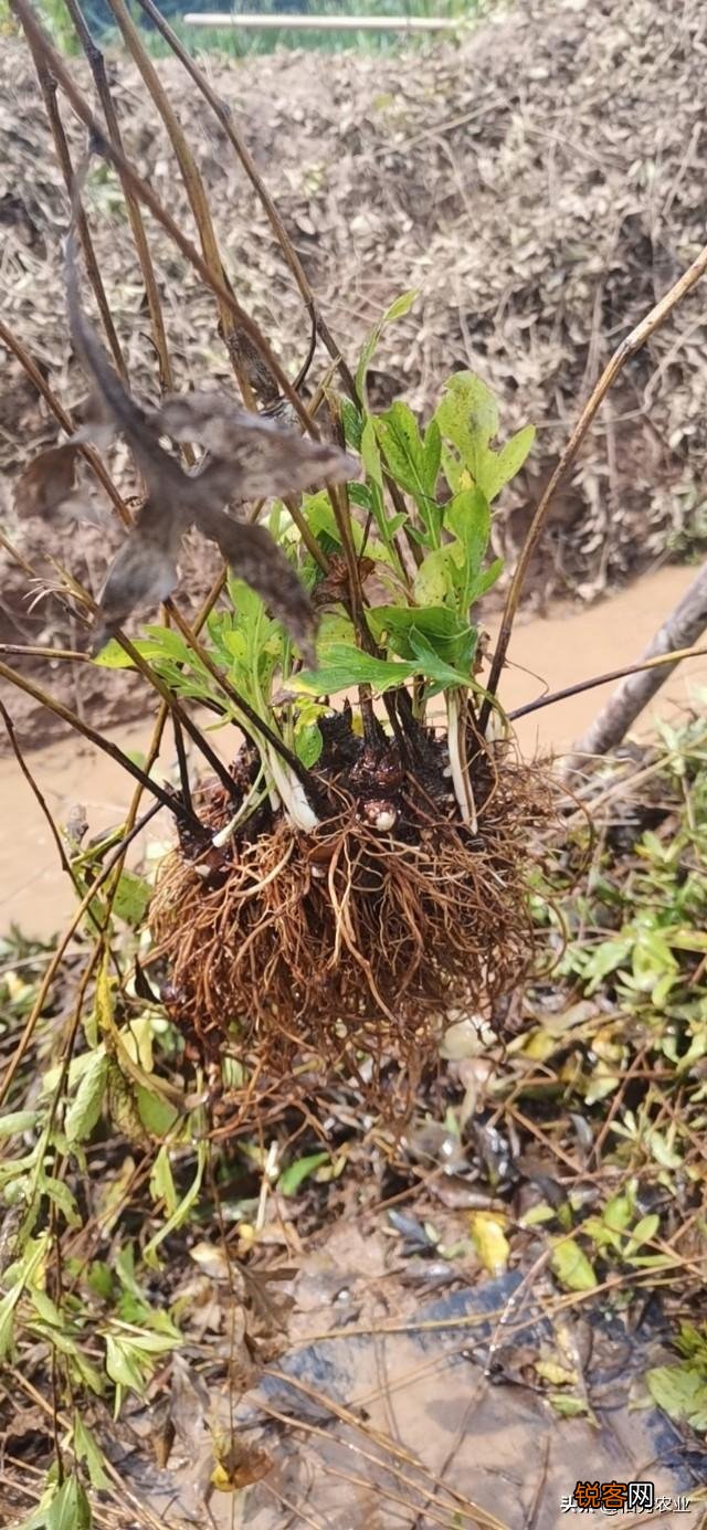 今年网上好多人说种植中药材一年亩收入几万块钱,是真的吗？