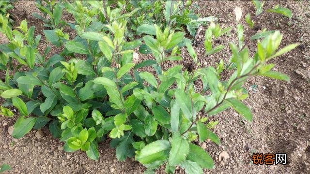 今年网上好多人说种植中药材一年亩收入几万块钱,是真的吗？