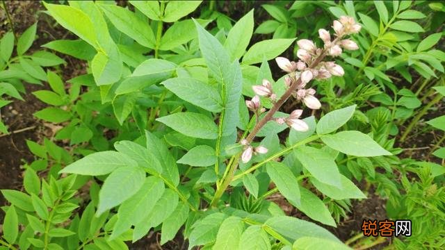 今年网上好多人说种植中药材一年亩收入几万块钱,是真的吗？