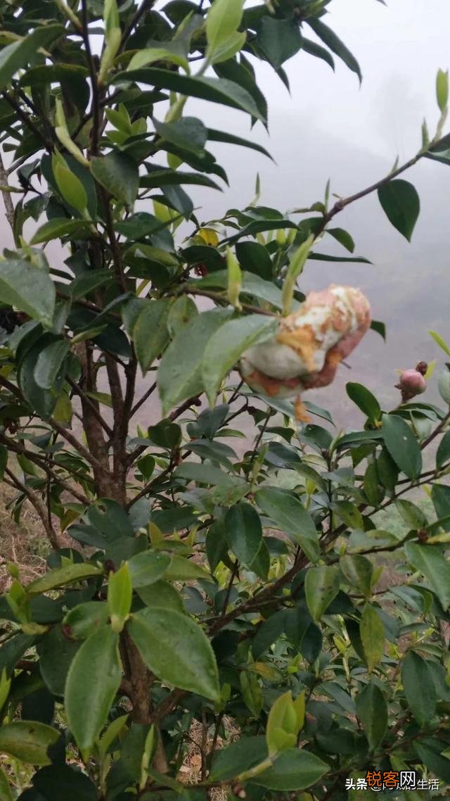 回老家承包几十亩地,栽杜仲树,能挣钱吗？