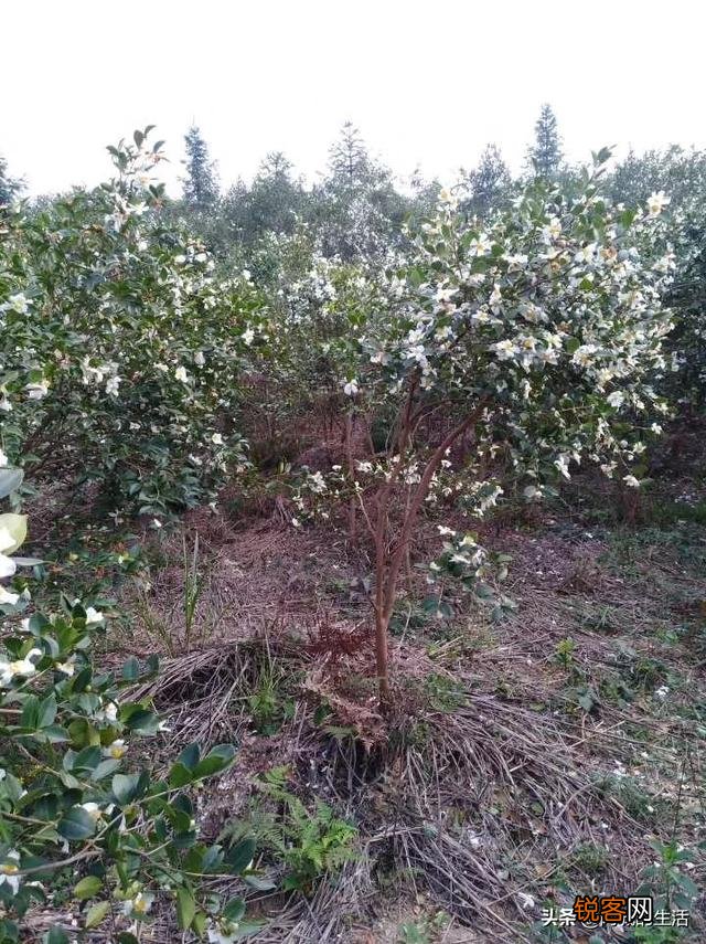 回老家承包几十亩地,栽杜仲树,能挣钱吗？