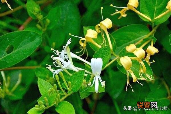 种植金银花挣钱吗？