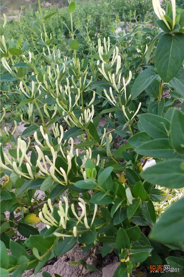 种植金银花挣钱吗？